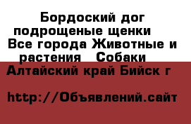 Бордоский дог подрощеные щенки.  - Все города Животные и растения » Собаки   . Алтайский край,Бийск г.